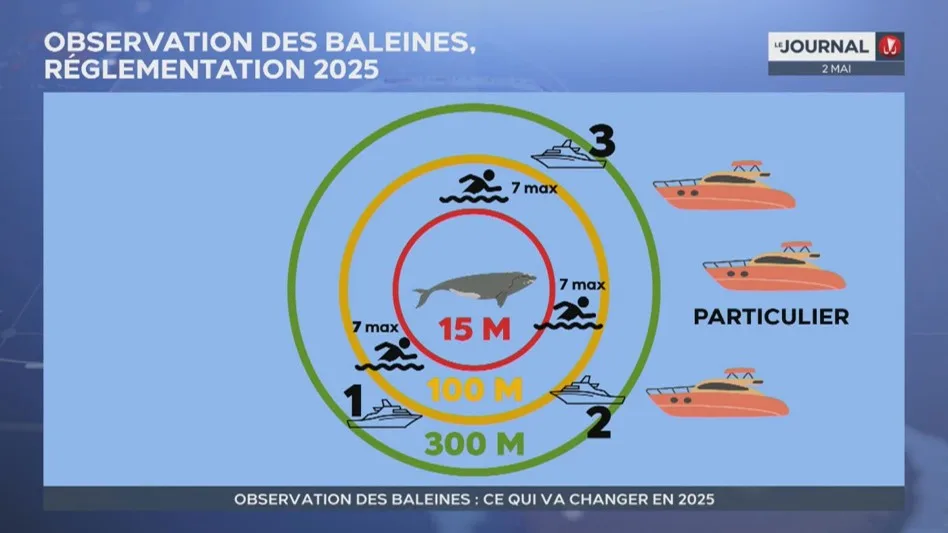 Observation des baleines