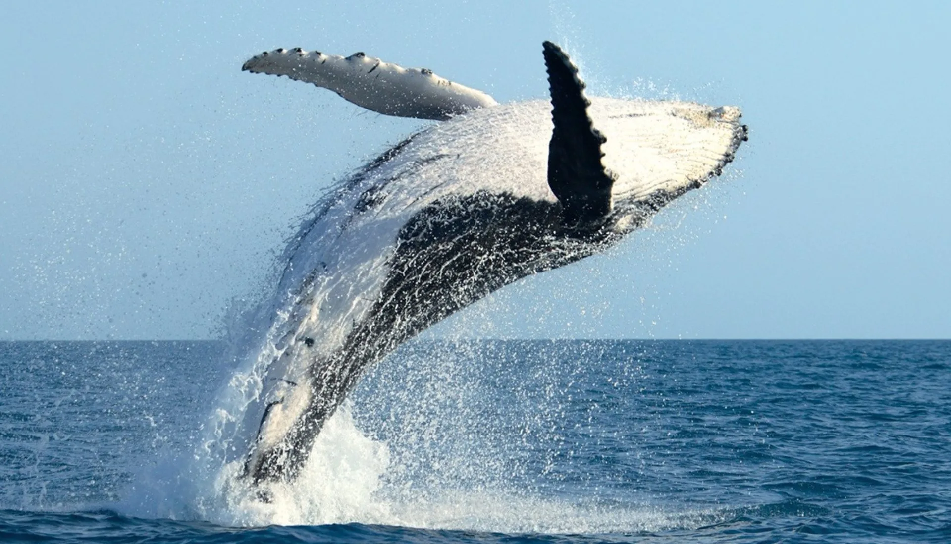 Observation des baleines