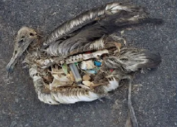 Deuxième Campagne Plastique