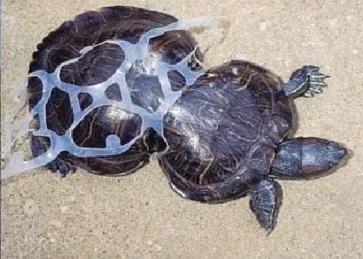 Deuxième Campagne Plastique