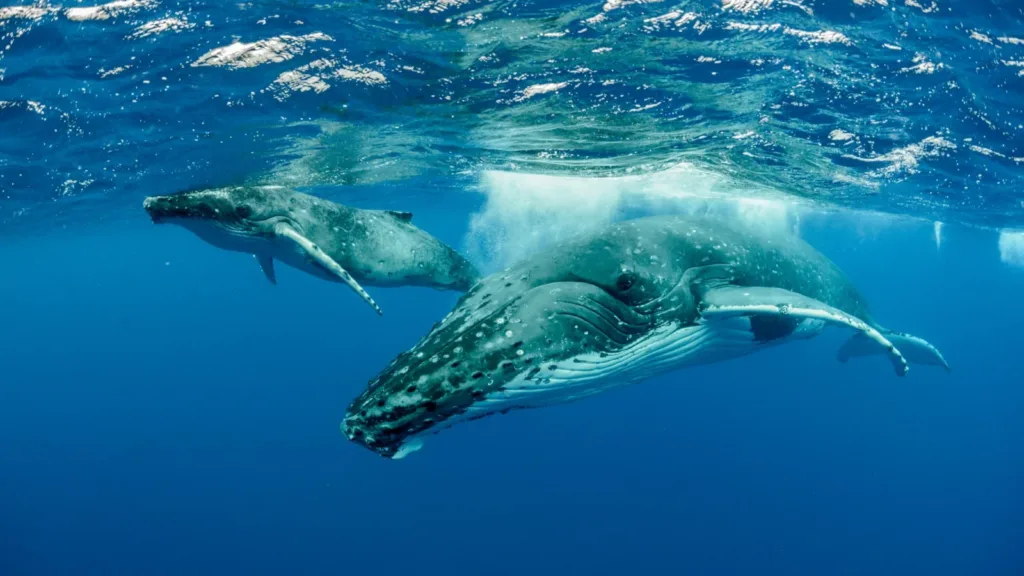 Baleine à bosse et son baleineau nageant dans l’océan