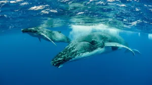 Baleine à bosse et son baleineau nageant dans l’océan