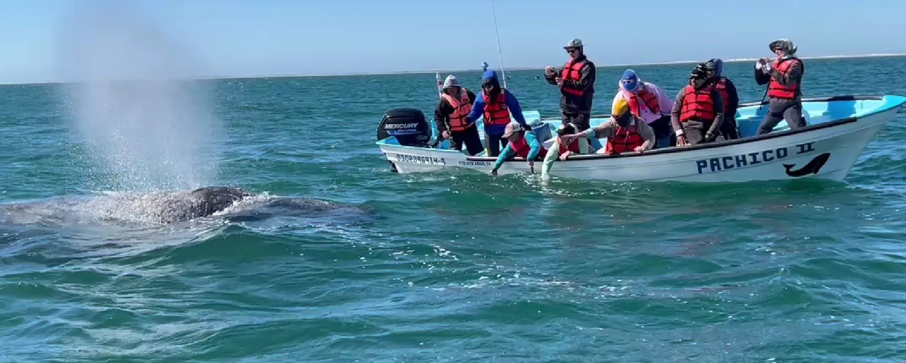Observation des baleines
